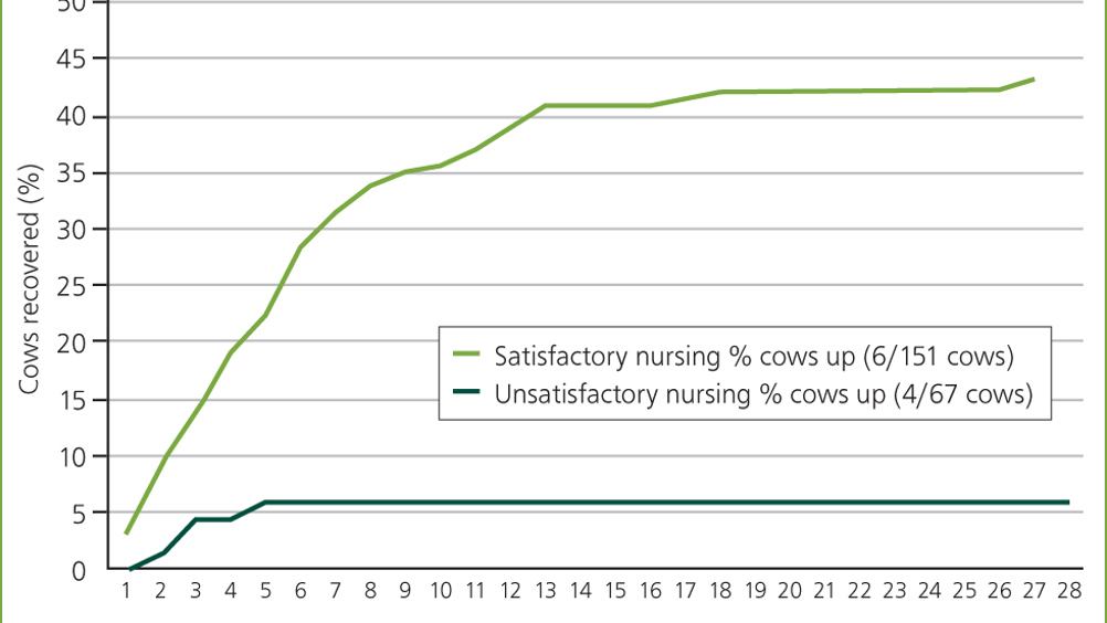 Figure 1. Percentage of cows recovered by day for cows nursed ‘satisfactorily’ versus those nursed ‘unsatisfactorily’.