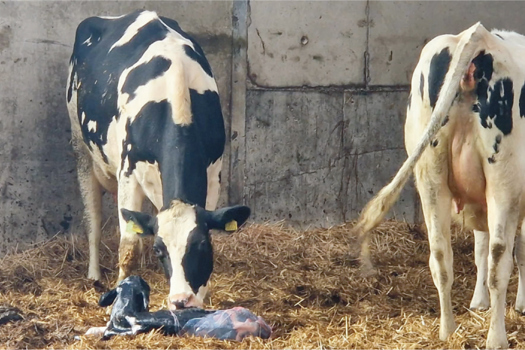 Figure 1. Freshly calved cow and environment