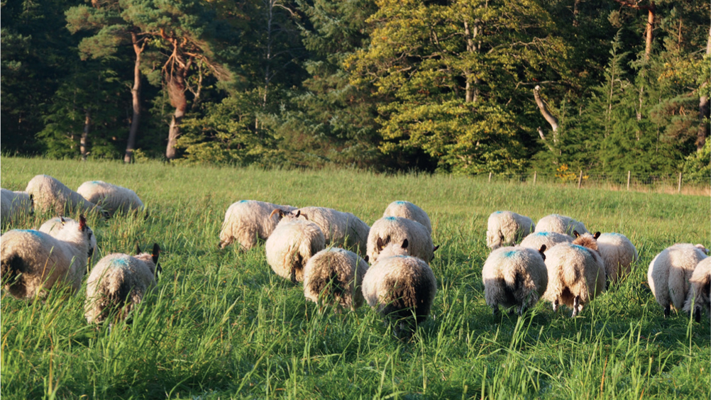 Figure 3. Increasingly, nematodirosis is seen in older lambs during late summer and autumn. This may involve an evolutionary change in the parasite's dependence on specific conditions for egg hatching, or may be an effect of climate or pasture management change on larval survival.