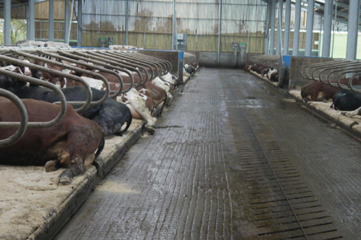 Figure 1. 200-cow shed. There are no waiting cows. Cows lie straight in the cubicles because there is adequate space in front of the brisket locators