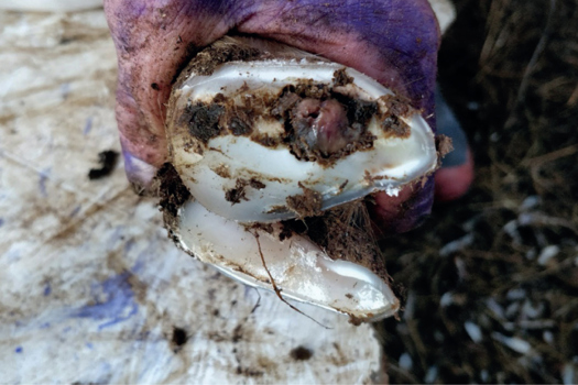 Figure 1. Sole separation and granuloma