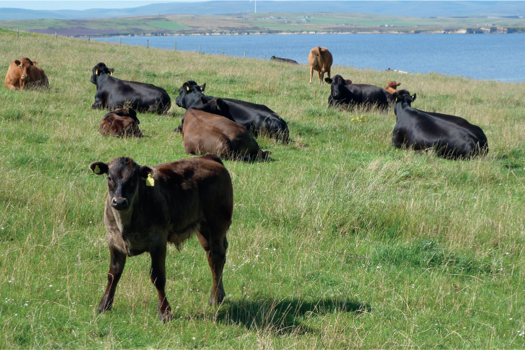 Figure 1. The primary objective of feeding suckler cows is to produce one viable calf per cow per year.