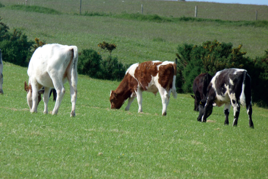 Figure 3. Calves grazing silage aftermaths.