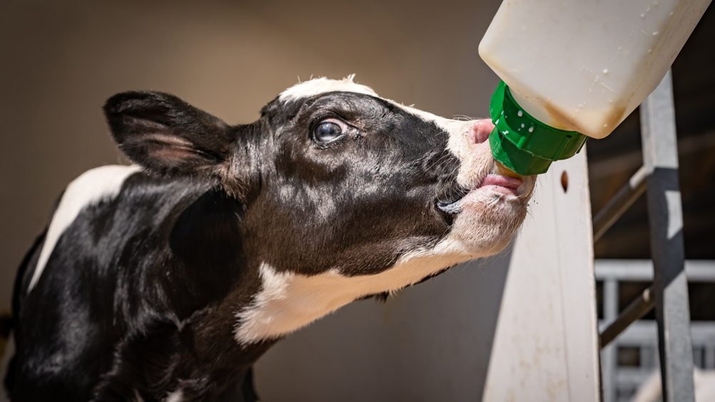 Producer's Dairy milk bottle (JAS)