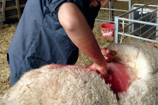  Veterinary work can be all consuming, and it is important at the end of the day to switch off and spend time away from thinking about work.