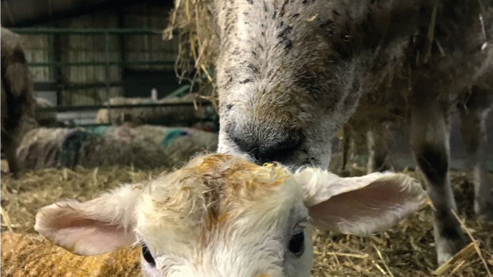 Figure 2. Any flock that can breed its own replacements should consider doing this.
