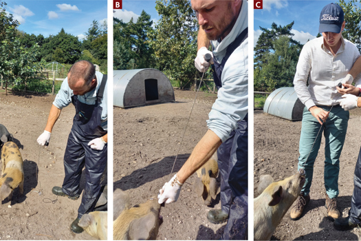 Figure 2. Using a snare on a pig.