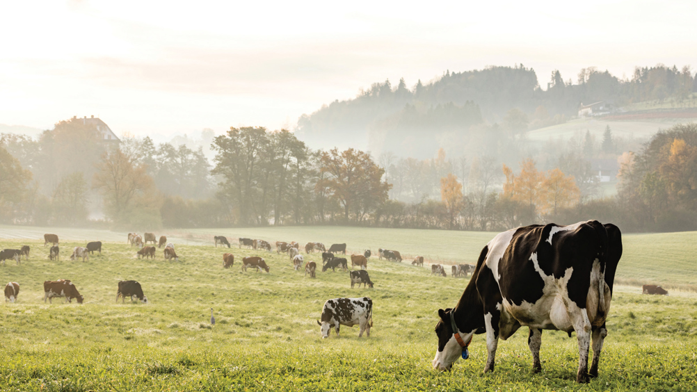 There is an increasing focus on lameness due to its impact on welfare, productivity and sustainability.