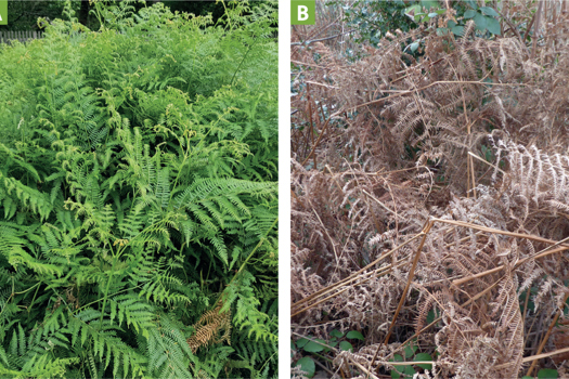 Figure 1. Bracken fern, one of the world's most abundant plants. It produces (a) lush green growth that can poison livestock, and (b) becomes dry and brown in summer, which is also toxic.