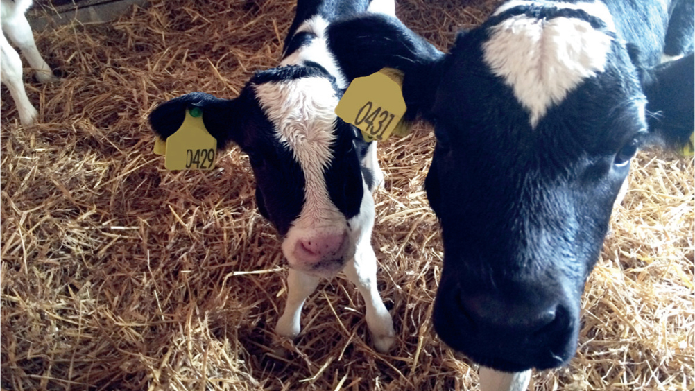 Figure 2. A notably smaller calf born on a dairy farm with a known history of neosporosis. Note from the ear tags that the smaller calf is the same age or slightly older than the normal-sized calf.