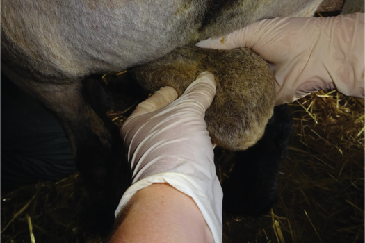 Figure 1. Testicles, when palpated, should move freely in the scrotum.