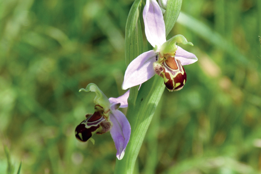 Figure 1. Sensitive management of pastures can foster plants such as this bee orchid (Ophrys apifera)