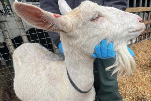 Figure 1. Goat being restrained for clinical examination.