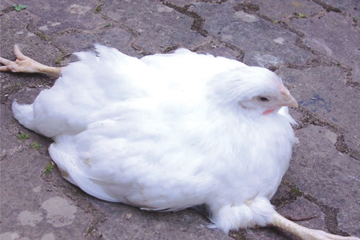 Figure 2. Classic pose of Marek's disease in a young chicken. Photo Grant Brereton.