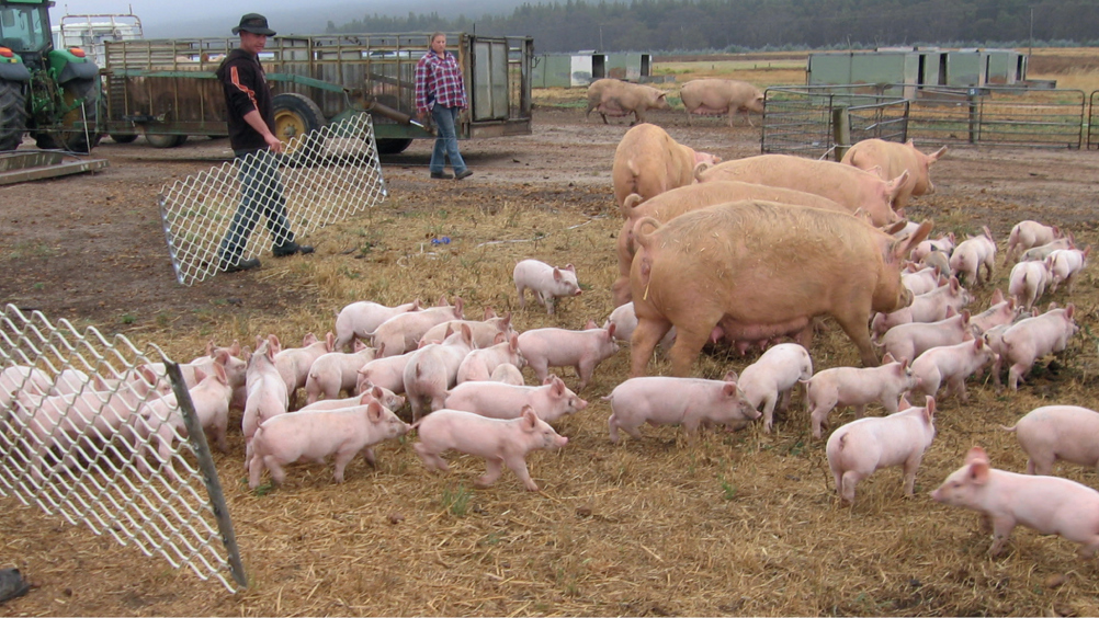 Figure 1. Weaning.
