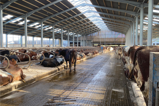 Figure 1. Improving foot health includes having a thorough understanding of environmental and management factors. The Healthy Feet Programme gives structure for veterinary surgeons intending to make environmental assessments for cows in all systems, whether housed, as here, or grazing, or mixed.